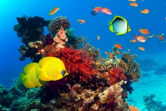 Красное море Красное море