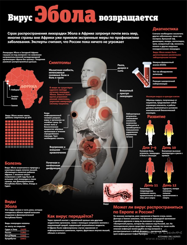 Инфографика вирус Эбола
